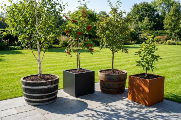 Four small trees in mixed planters on a sunny garden patio: a birch in a striped barrel, a rowan with clusters of red berries in a matte square pot, a crabapple with red fruit in a weathered barrel, and a young oak in a Coten cube
