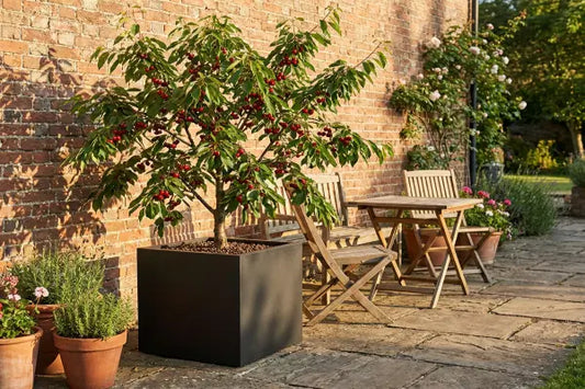 Cherry Tree in black planter
